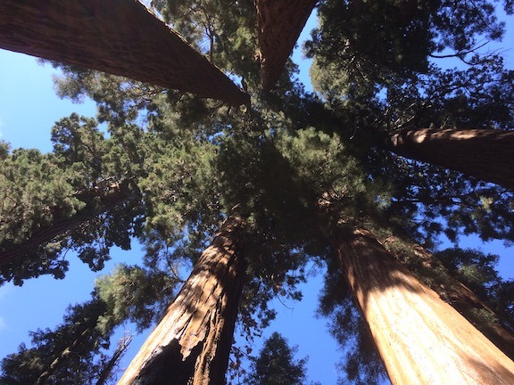 Looking up into a circle of trees.