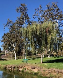 Bench next to trees and a lake