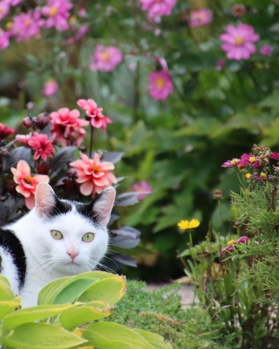 A cat is found hiding in a garden with pink flowers