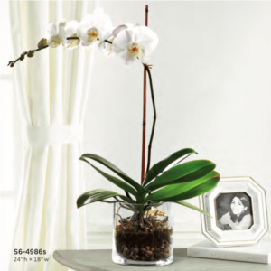White Orchid Plant S6-4986s