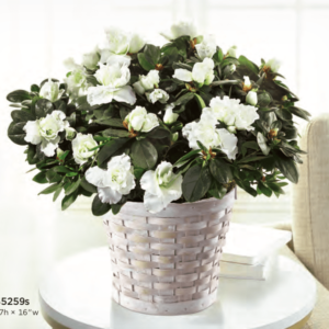 Basket Flower Arrangement S5259s