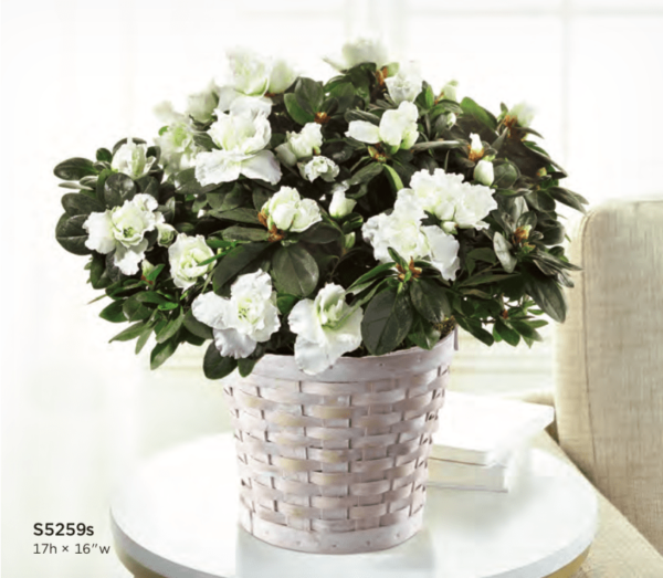 Basket Flower Arrangement S5259s