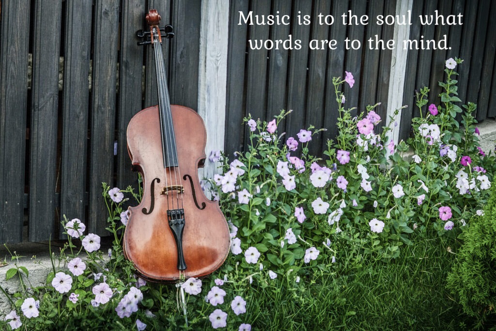 Cello resting on fence and surrounded by wildflowers