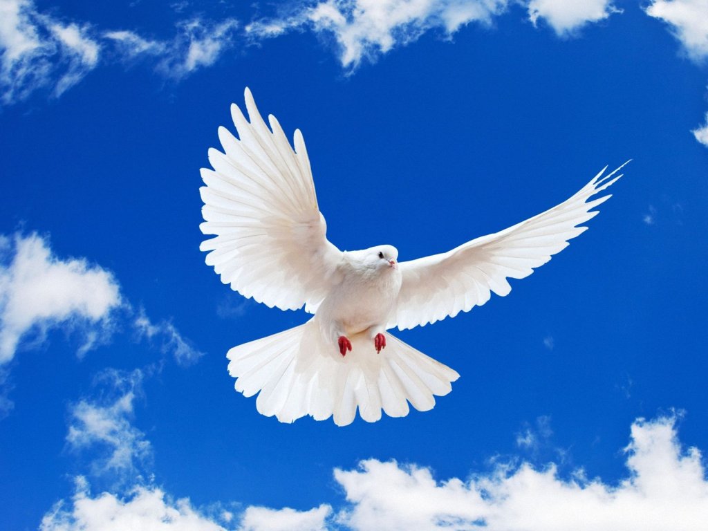 Dove flying in blue sky