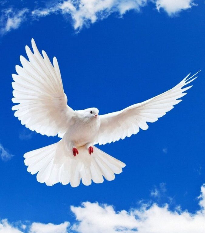White Dove with Open Wings on Blue Sky Background